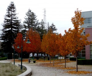 Fall foliage - Petaluma, CA