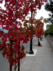 Fall foliage - Petaluma, CA
