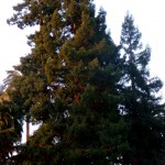 Redwood trees in Penry Park, Petaluma, CA
