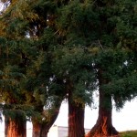 Redwood trees in Penry Park, Petaluma, CA
